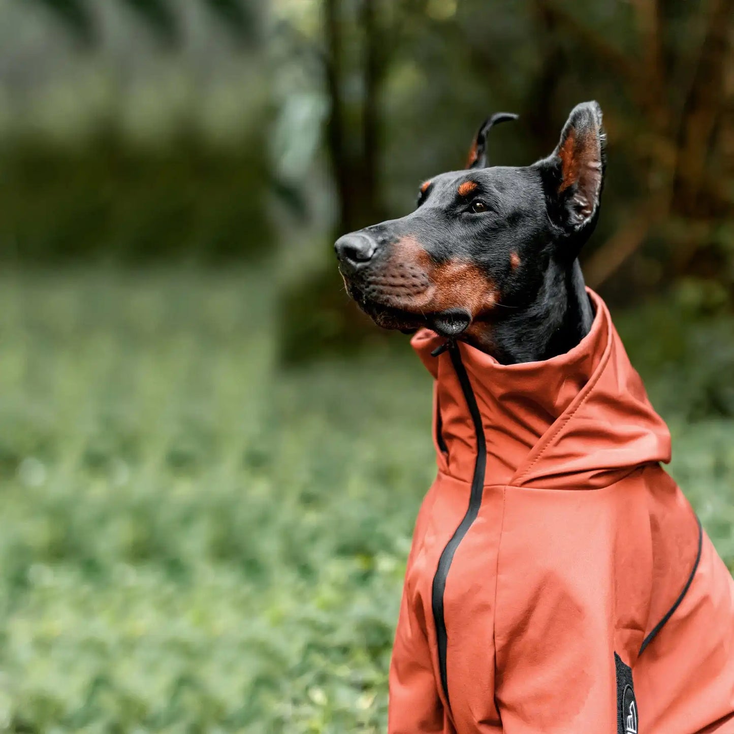 Sporty Dog Winter Coat