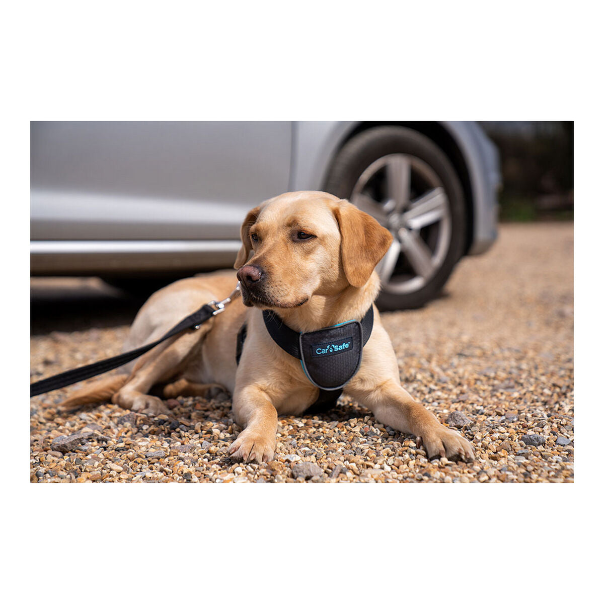Dog Harness Company of Animals CarSafe Black Size M