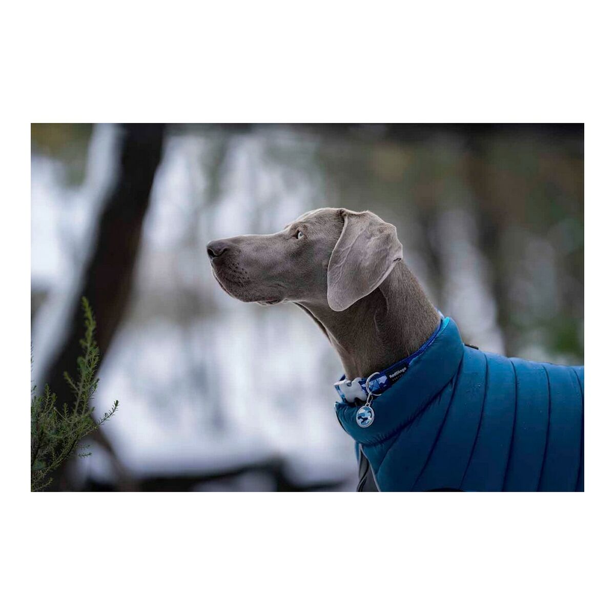 Dog Coat Red Dingo Puffer Turquoise 25 cm