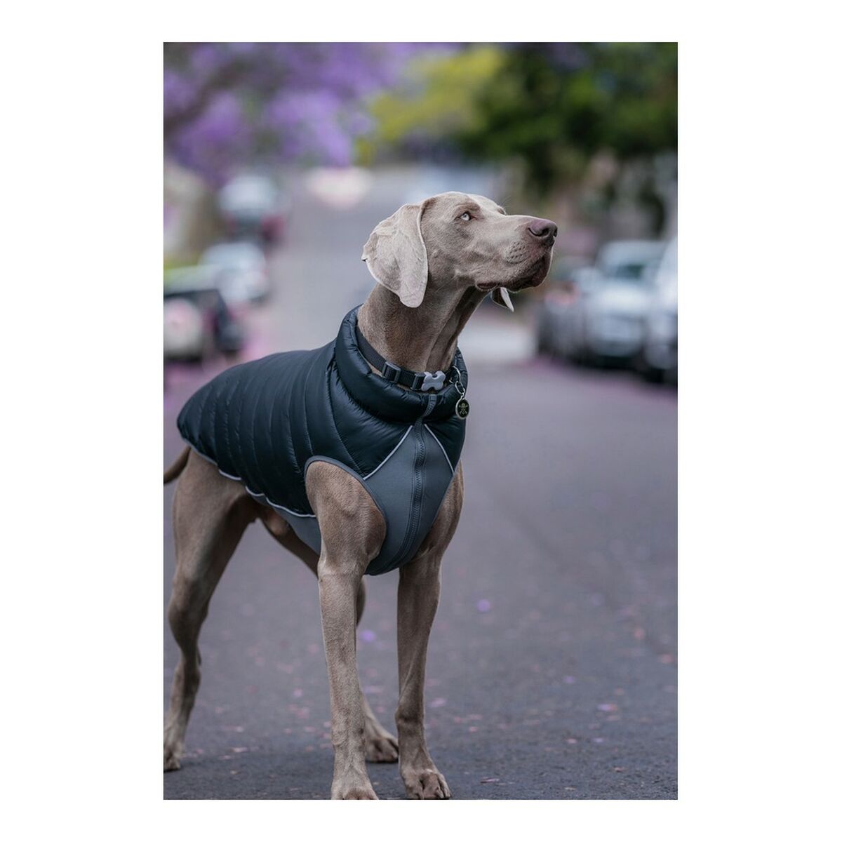 Dog Coat Red Dingo Puffer Black/Grey 40 cm